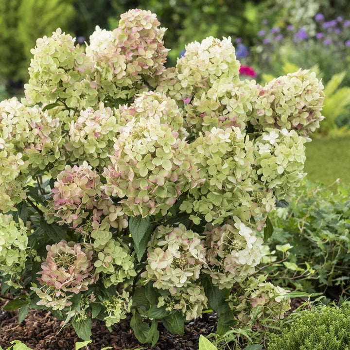 Hydrangea paniculata 'COUSTAR02' PP34546 ~ Bloomin' Easy® Hot Sauce™ Hydrangea-ServeScape
