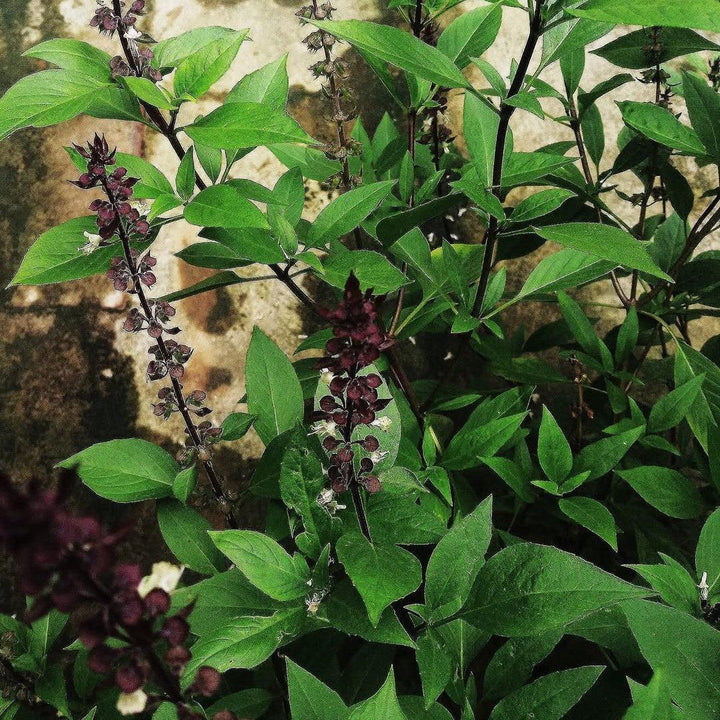 Ocimum basilicum var. thyrsiflora ~ Thai Basil-ServeScape