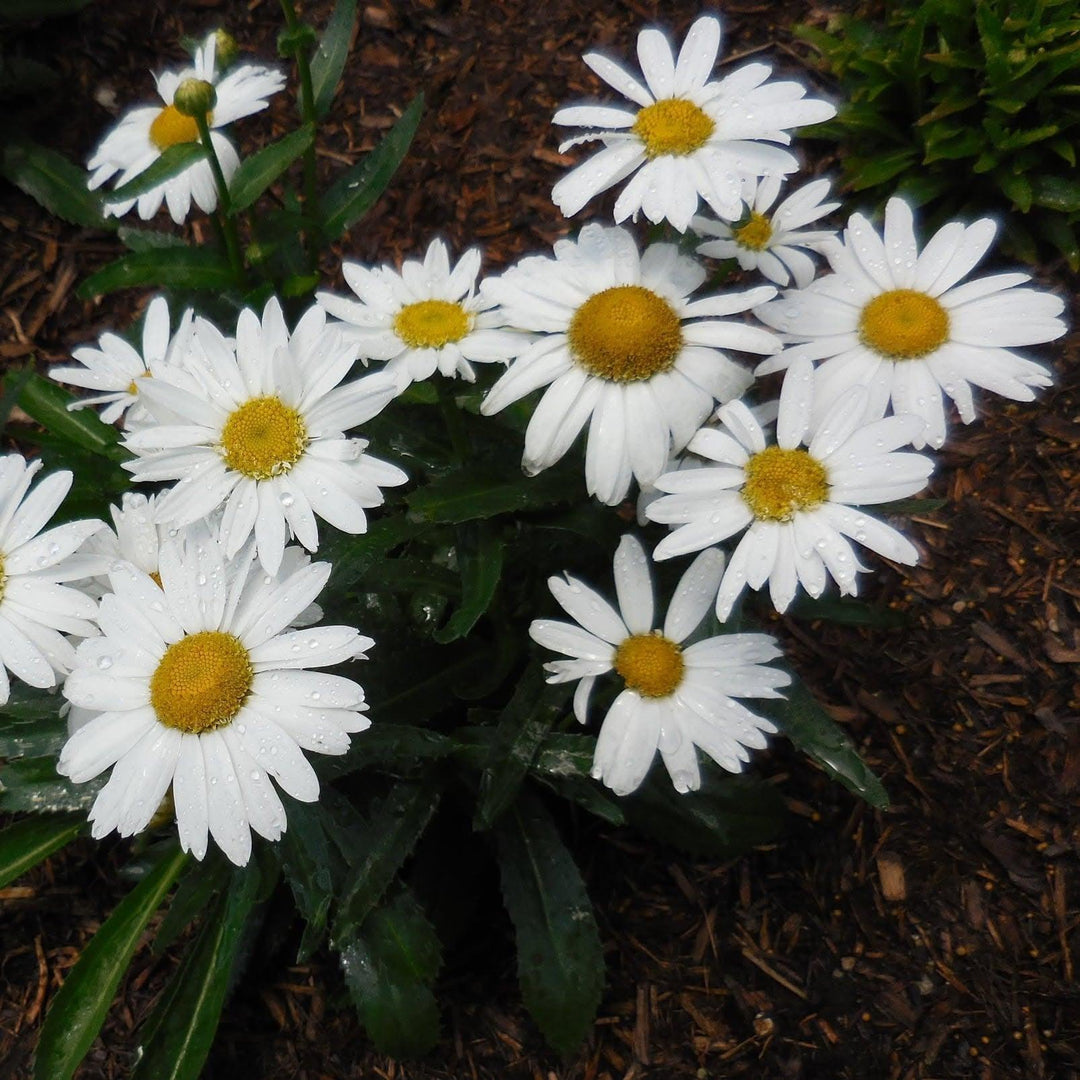 Leucanthemum x superbum 'Sweet Daisy Birdy' ~ Sweet Daisy® Birdy Shasta Daisy-ServeScape