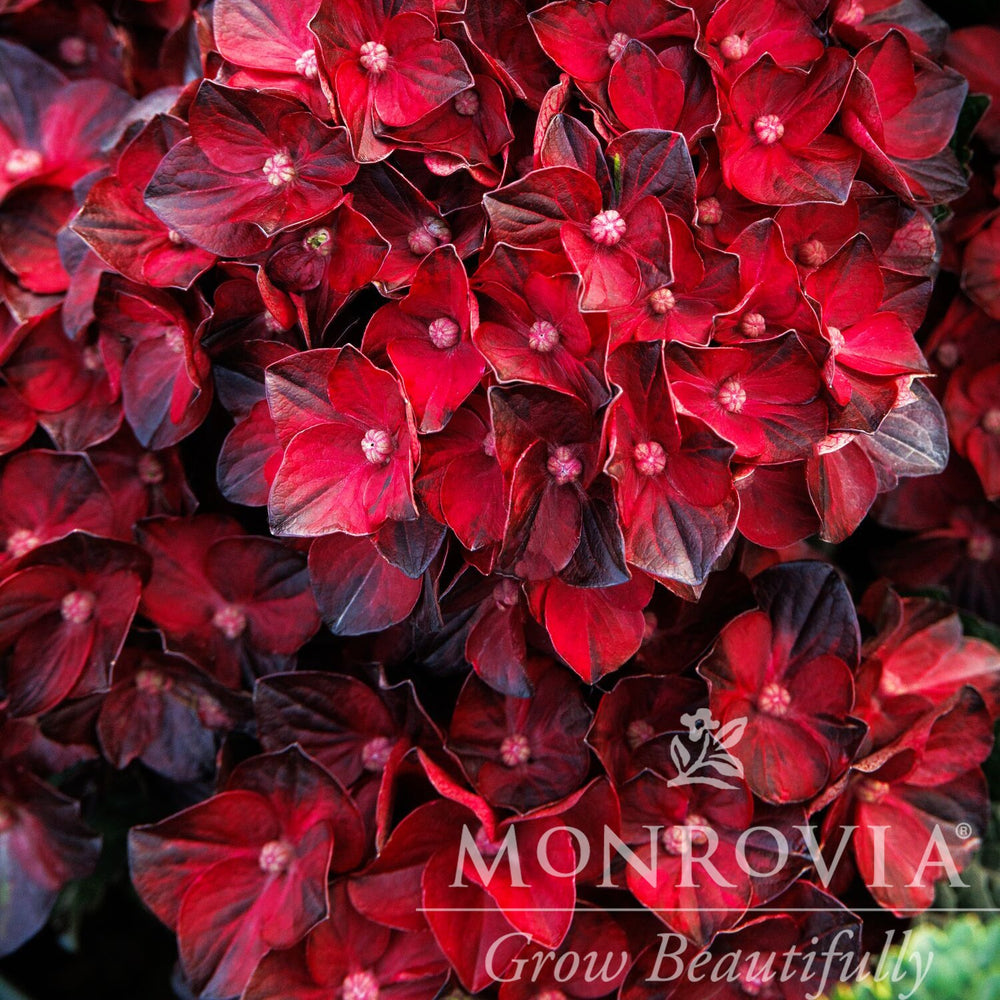 Hydrangea macrophylla 'Hokocentennial' ~ Monrovia® Centennial Ruby™ Hydrangea-ServeScape
