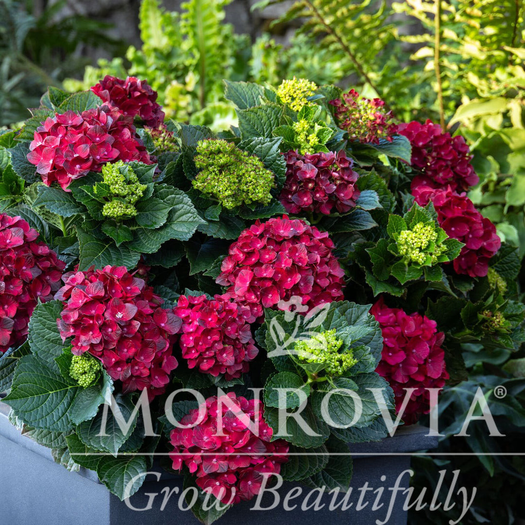 Hydrangea macrophylla 'Hokocentennial' ~ Monrovia® Centennial Ruby™ Hydrangea-ServeScape