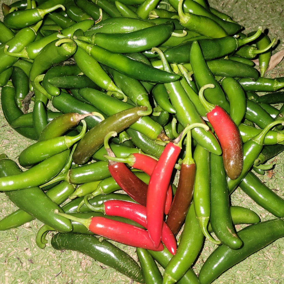 Capsicum annuum 'Altiplano Serrano' ~ Altiplano Serrano Pepper-ServeScape