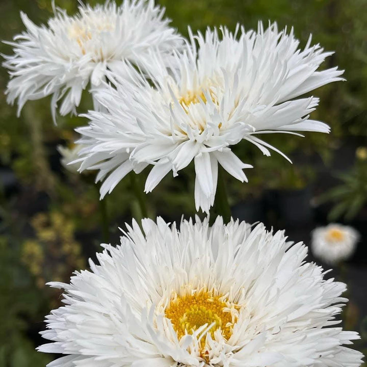 Leucanthemum x superbum 'Aglaia' ~ Aglaia Shasta Daisy-ServeScape