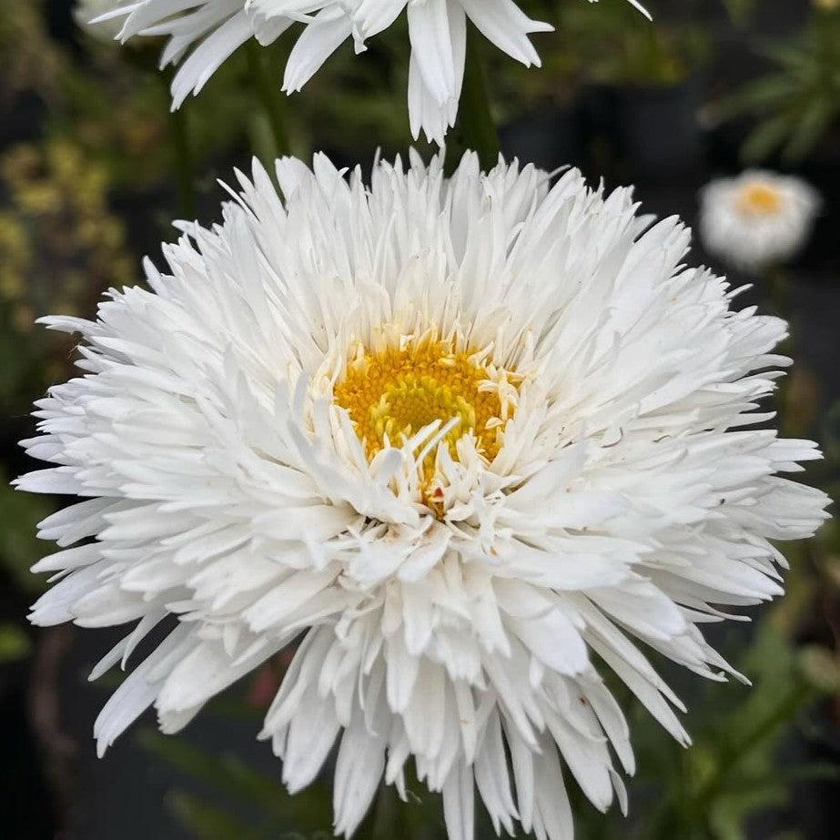 Leucanthemum x superbum 'Aglaia' ~ Aglaia Shasta Daisy-ServeScape