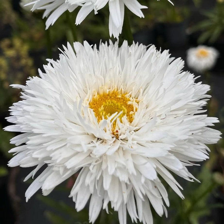 Leucanthemum x superbum 'Aglaia' ~ Aglaia Shasta Daisy-ServeScape