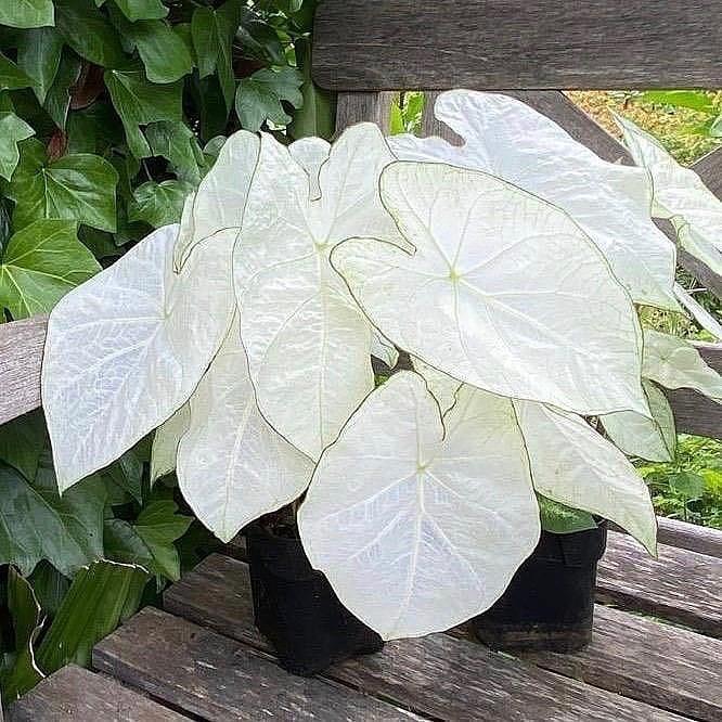 Caladium 'Moonlight' ~ Moonlight Caladium-ServeScape