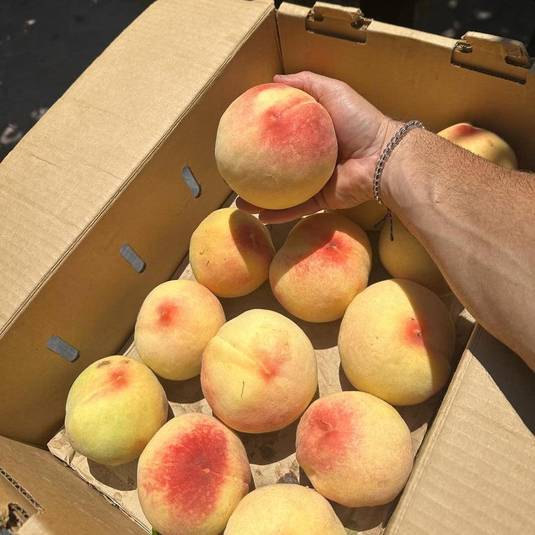 Prunus persica 'Carolina Belle' ~ Carolina Belle Peach-ServeScape