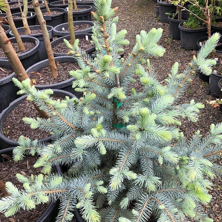 Picea pungens 'Blue Diamond' ~ Blue Diamond Blue Spruce-ServeScape