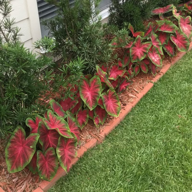 Caladium 'Freida Hemple’ ~ Freida Hemple Caladium-ServeScape