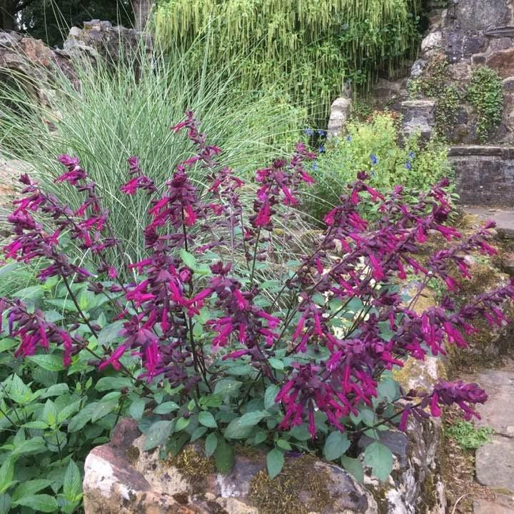 Salvia 'Ser-Wish' PP27057 ~ Love and Wishes™ Salvia-ServeScape