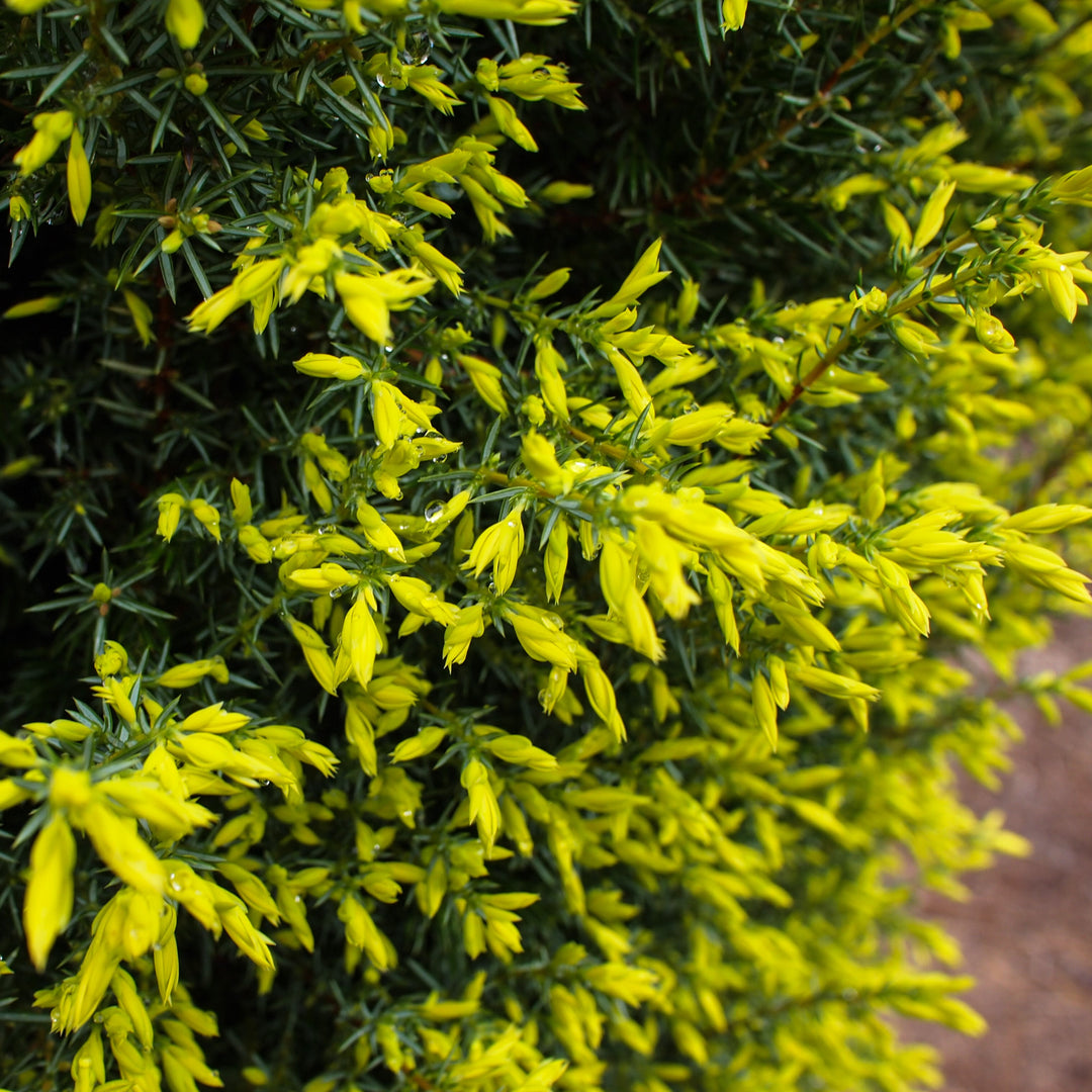 Juniperus communis 'Gold Cone' ~ Gold Cone Juniper-ServeScape