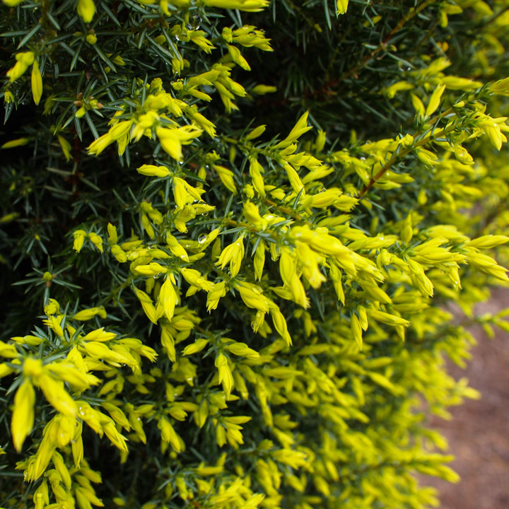 Juniperus communis 'Gold Cone' ~ Gold Cone Juniper-ServeScape