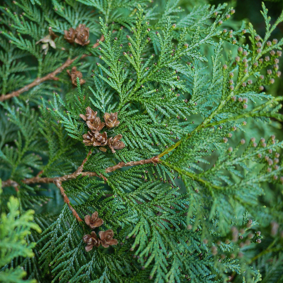 Thuja occidentalis 'Hetz Wintergreen' ~ Hetz Wintergreen Arborvitae-ServeScape
