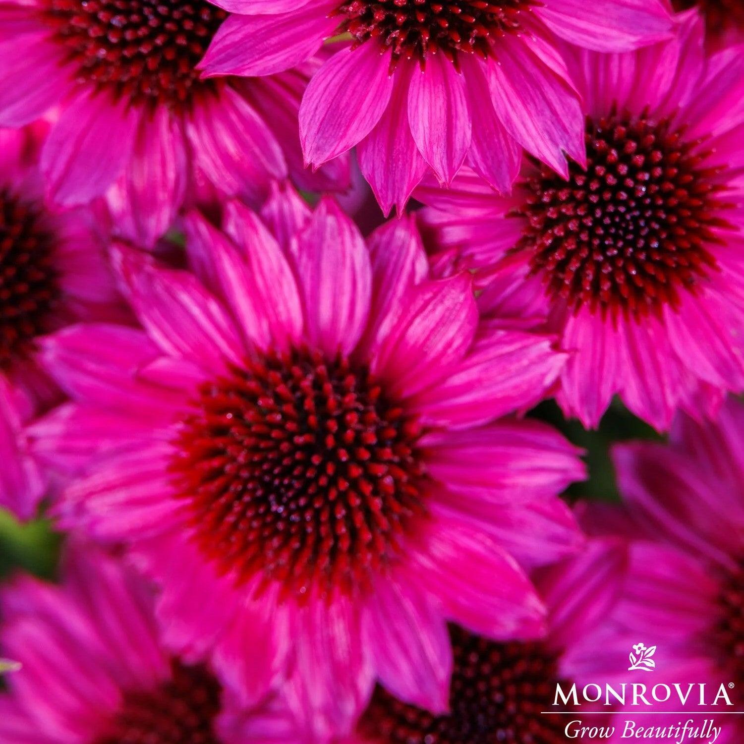 Echinacea purpurea 'Petite Burgundy' ~ Monrovia® SunMagic® Petite Burgundy Echinacea-ServeScape