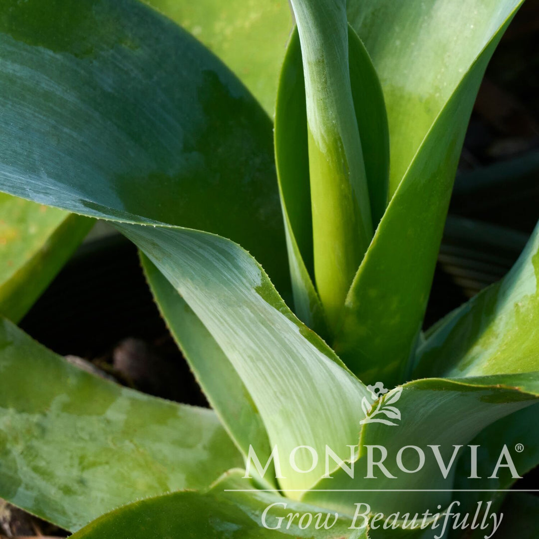 Agave attenuata 'Blue Fantastic' ~ Monrovia® Blue Fantastic Agave-ServeScape