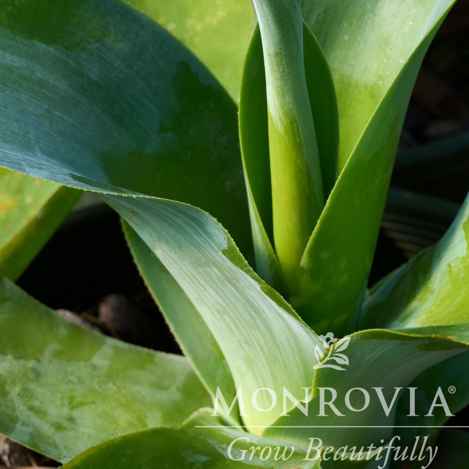 Agave attenuata 'Blue Fantastic' ~ Monrovia® Blue Fantastic Agave-ServeScape