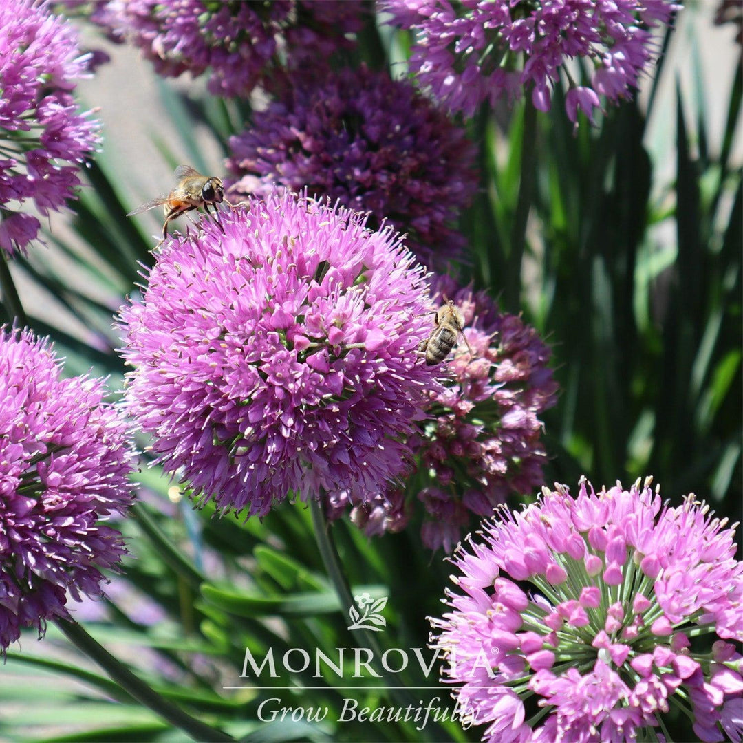 Allium x 'Cobalt Millenium' ~ Monrovia® Cobalt Millenium Ornamental Onion-ServeScape