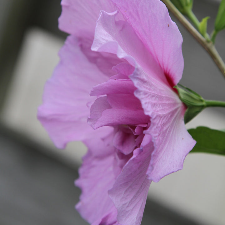 Hibiscus syriacus 'Mineru' ~ Tahiti™ Hibiscus-ServeScape