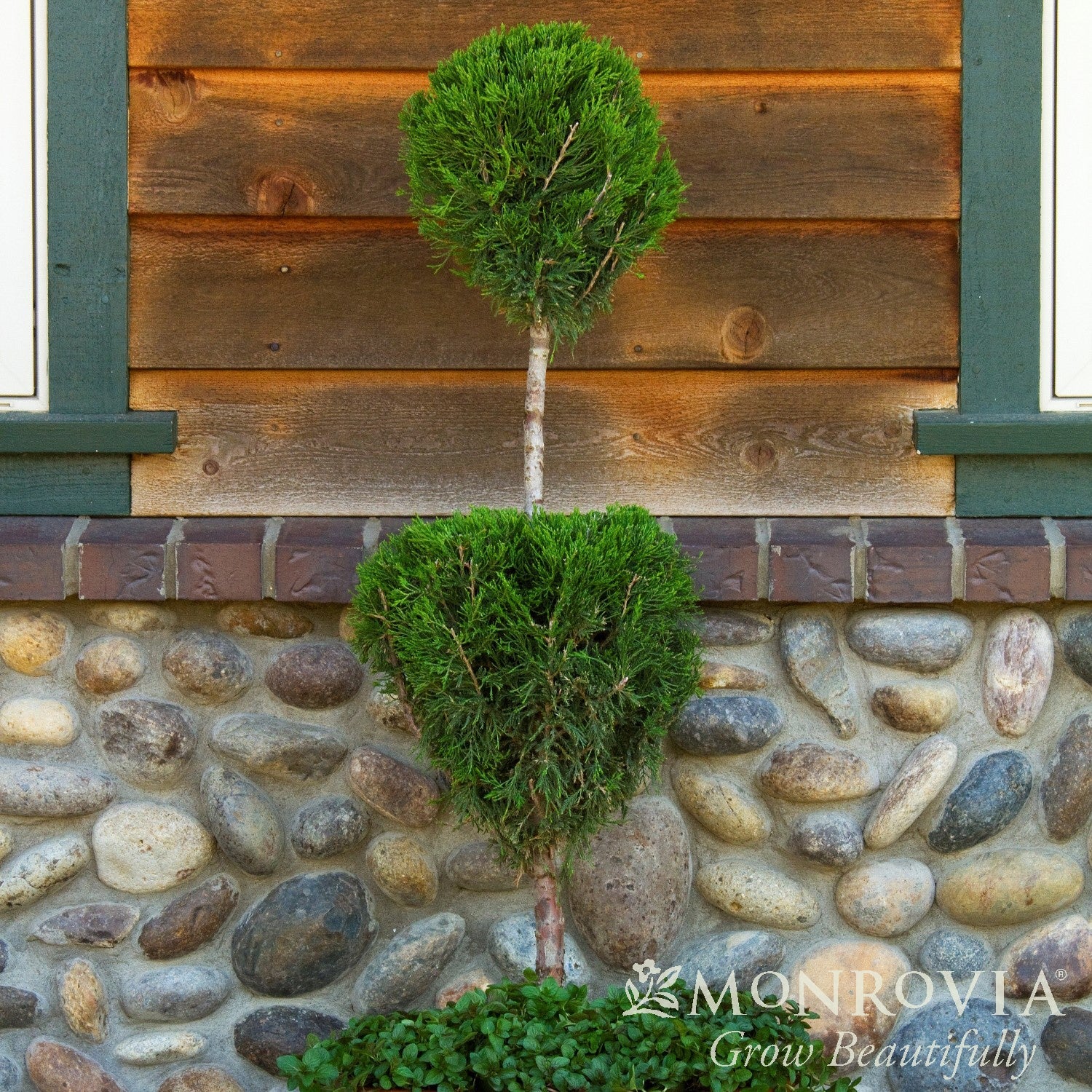 Juniperus chinensis 'Spartan' ~ Monrovia® Spartan Chinese Juniper-ServeScape