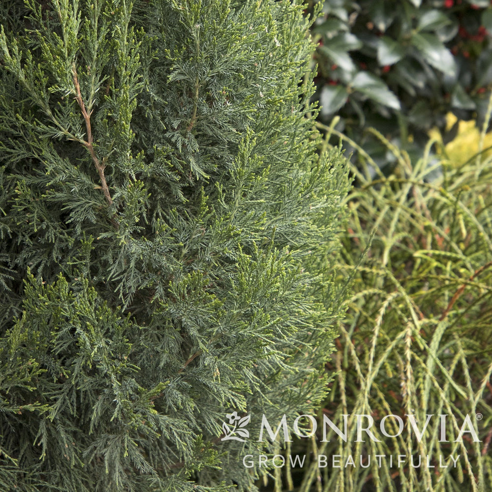 Juniperus chinensis 'Spartan' ~ Monrovia® Spartan Chinese Juniper-ServeScape