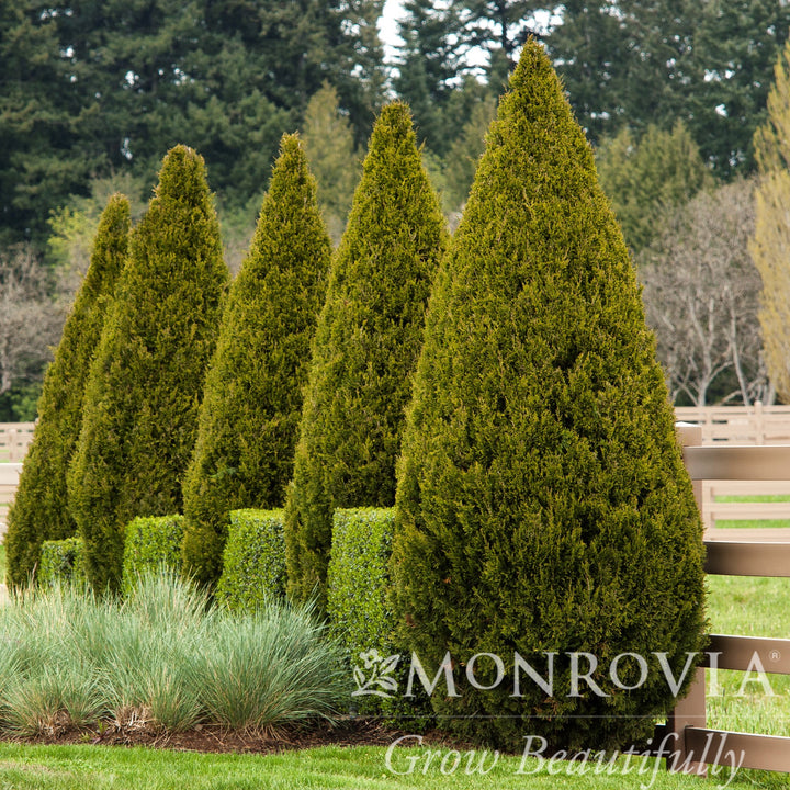 Juniperus chinensis 'Spartan' ~ Monrovia® Spartan Chinese Juniper-ServeScape