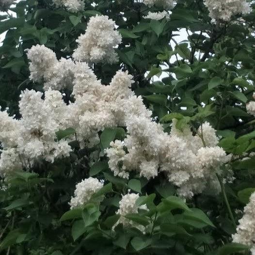 Syringa vulgaris 'Madame Lemoine' ~ Madame Lemoine Lilac-ServeScape