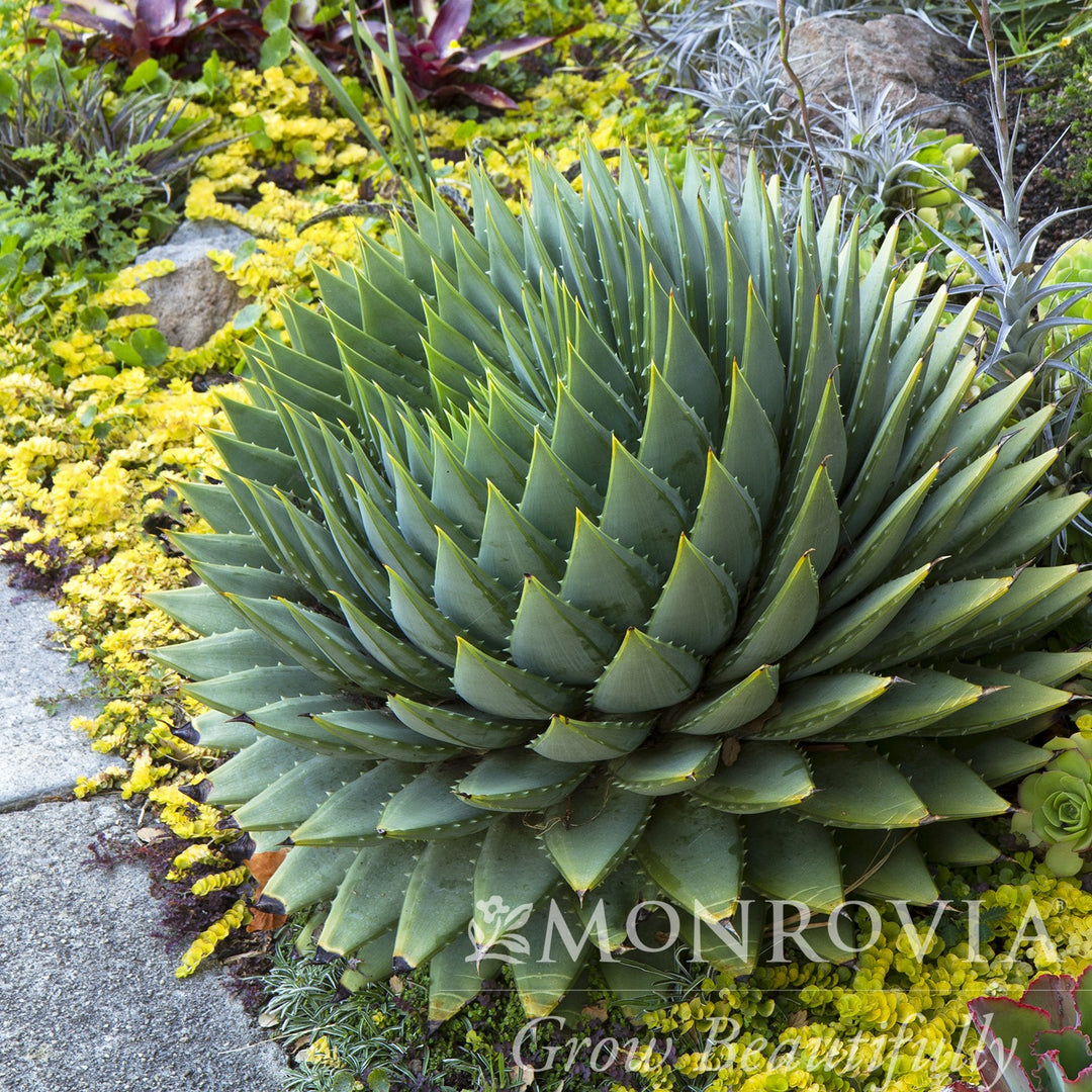 Aloe polyphylla ~ Monrovia® Spiral Aloe-ServeScape