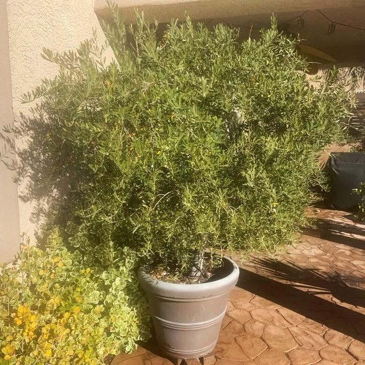 Olea europaea 'Wilsonii' ~ Wilsonii Olive-ServeScape