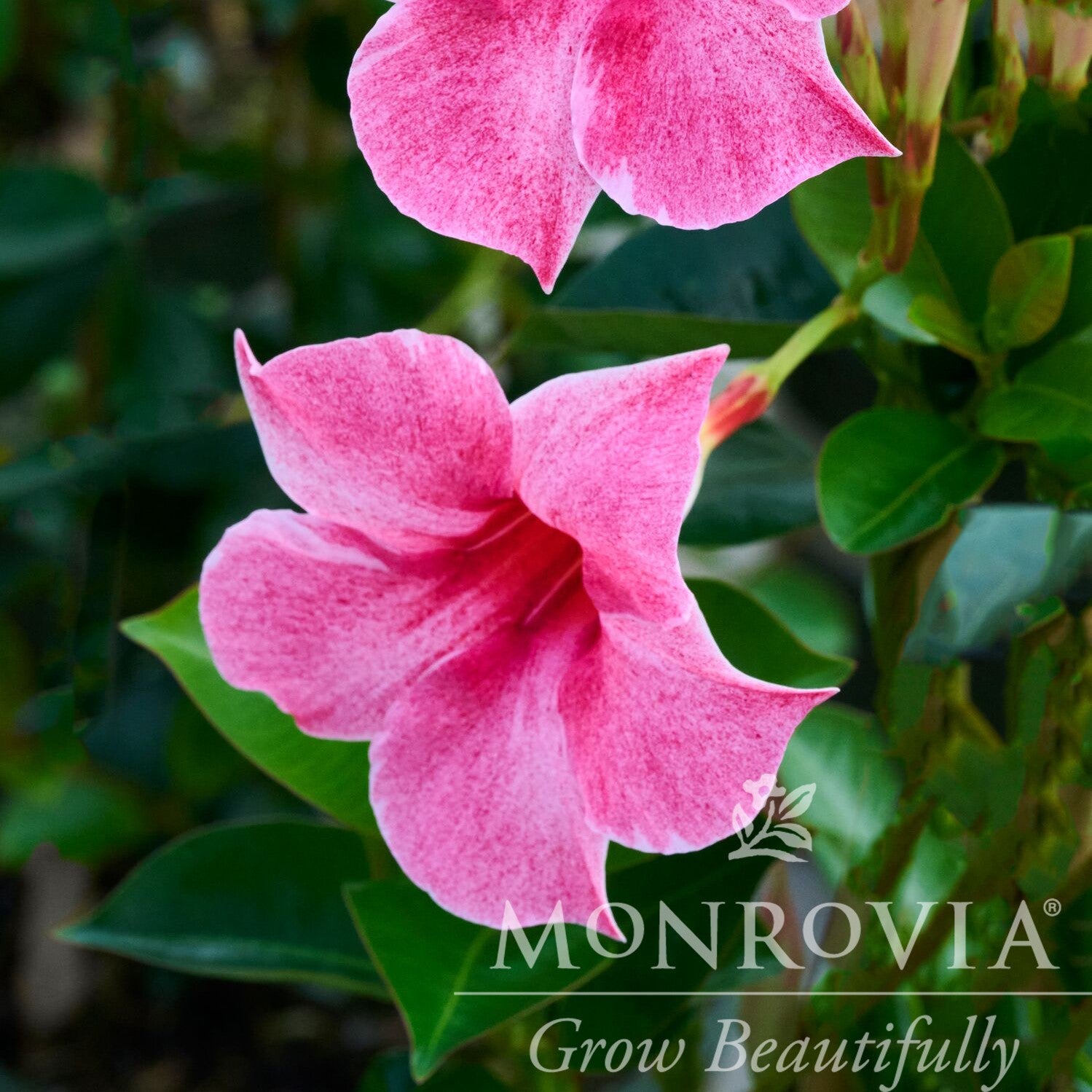 Mandevilla x 'Sun Parasol XP Mauvelous' ~ Monrovia® Sun Parasol® Original XP Mauvelous Mandevilla-ServeScape
