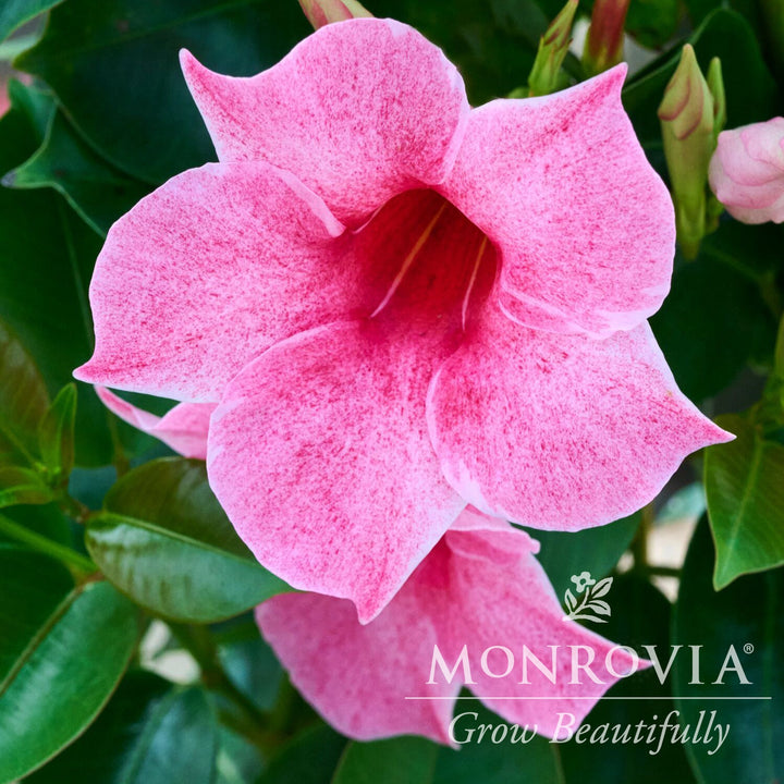 Mandevilla x 'Sun Parasol XP Mauvelous' ~ Monrovia® Sun Parasol® Original XP Mauvelous Mandevilla-ServeScape