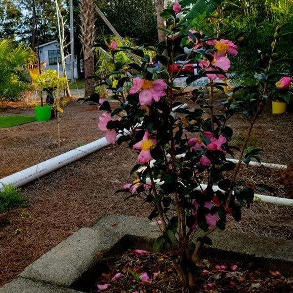 Camellia sasanqua 'Pink Serenade' ~ Pink Serenade Camellia-ServeScape