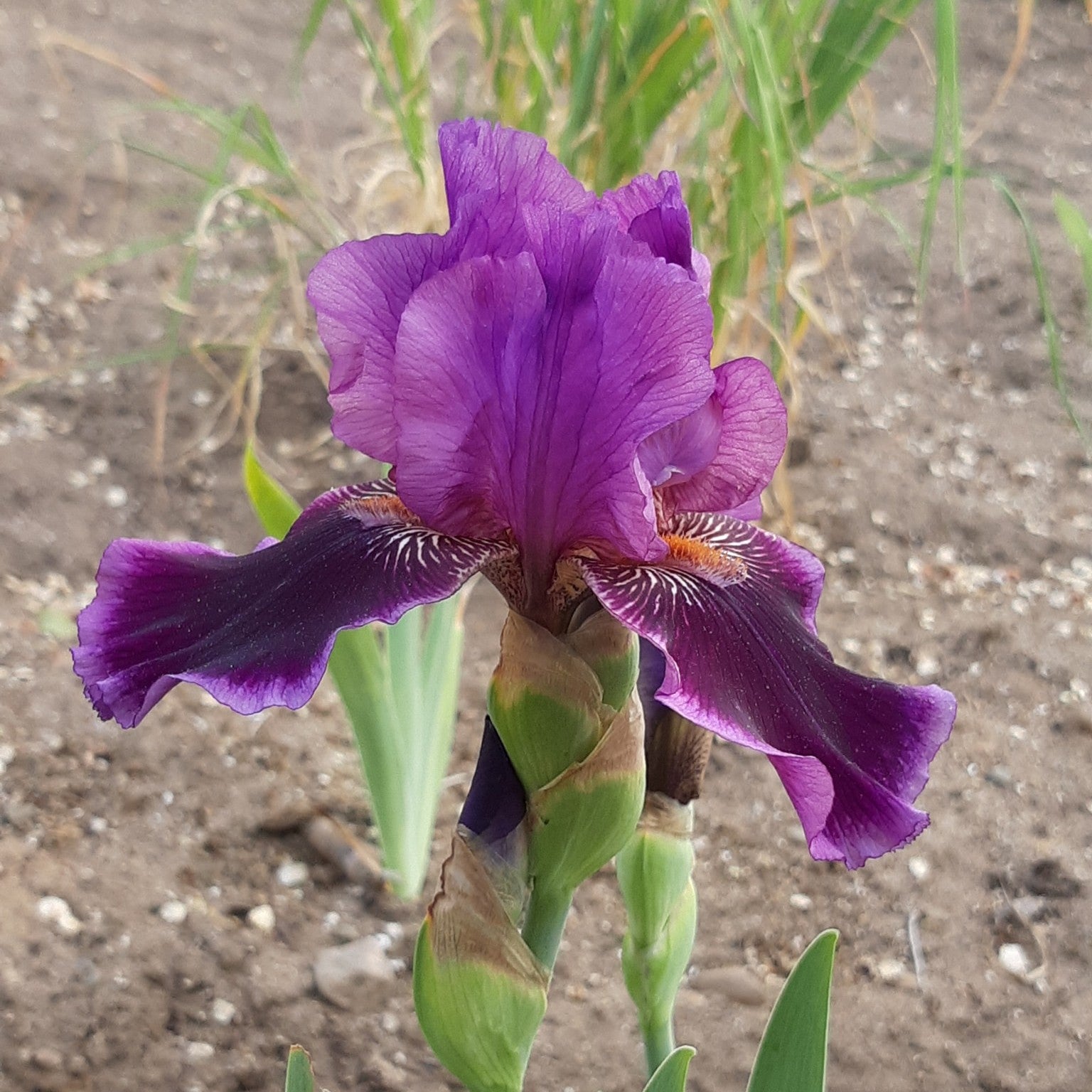 Iris germanica 'Pagan Dance' ~ Pagan Dance Bearded Iris-ServeScape