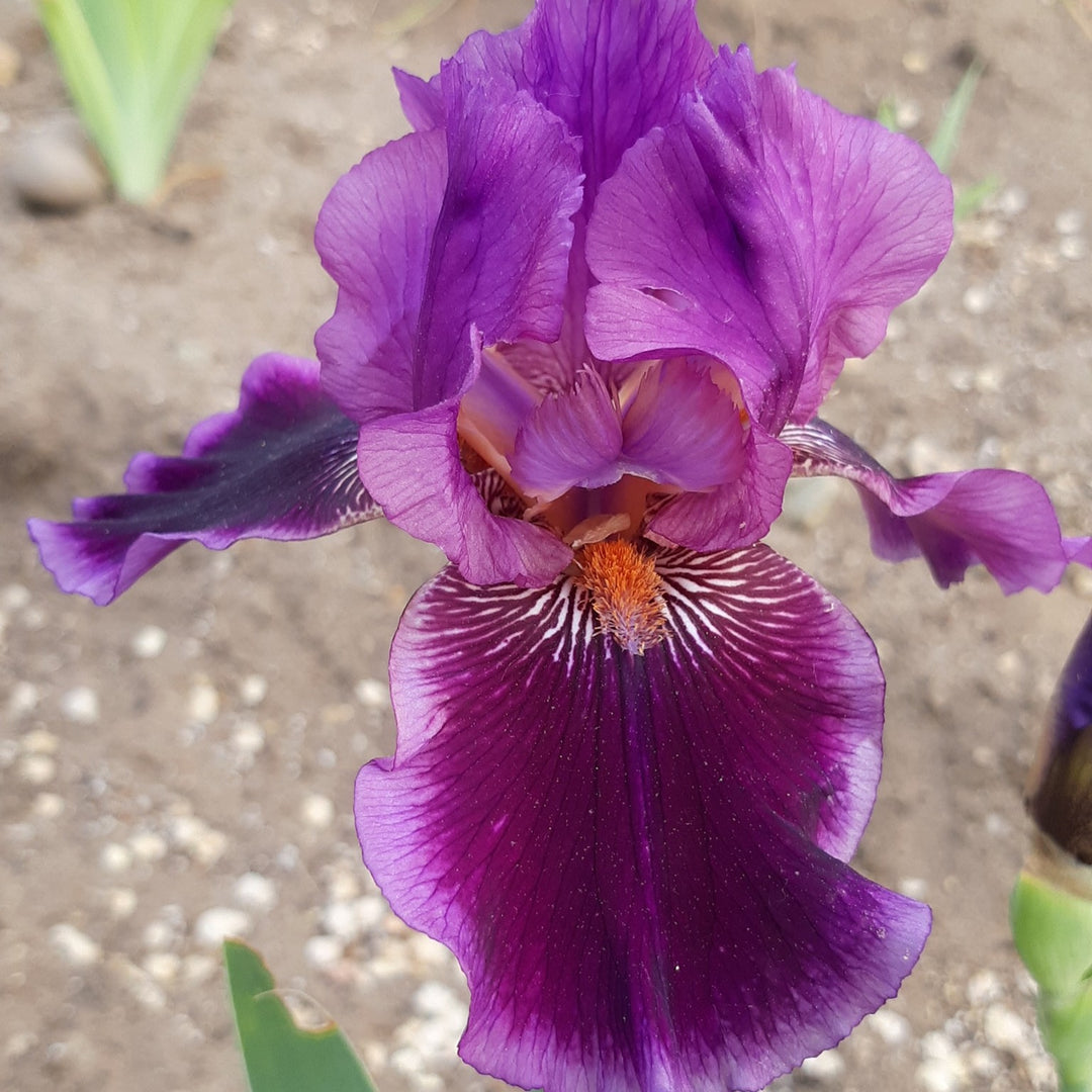 Iris germanica 'Pagan Dance' ~ Pagan Dance Bearded Iris-ServeScape