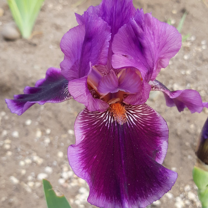Iris germanica 'Pagan Dance' ~ Pagan Dance Bearded Iris-ServeScape