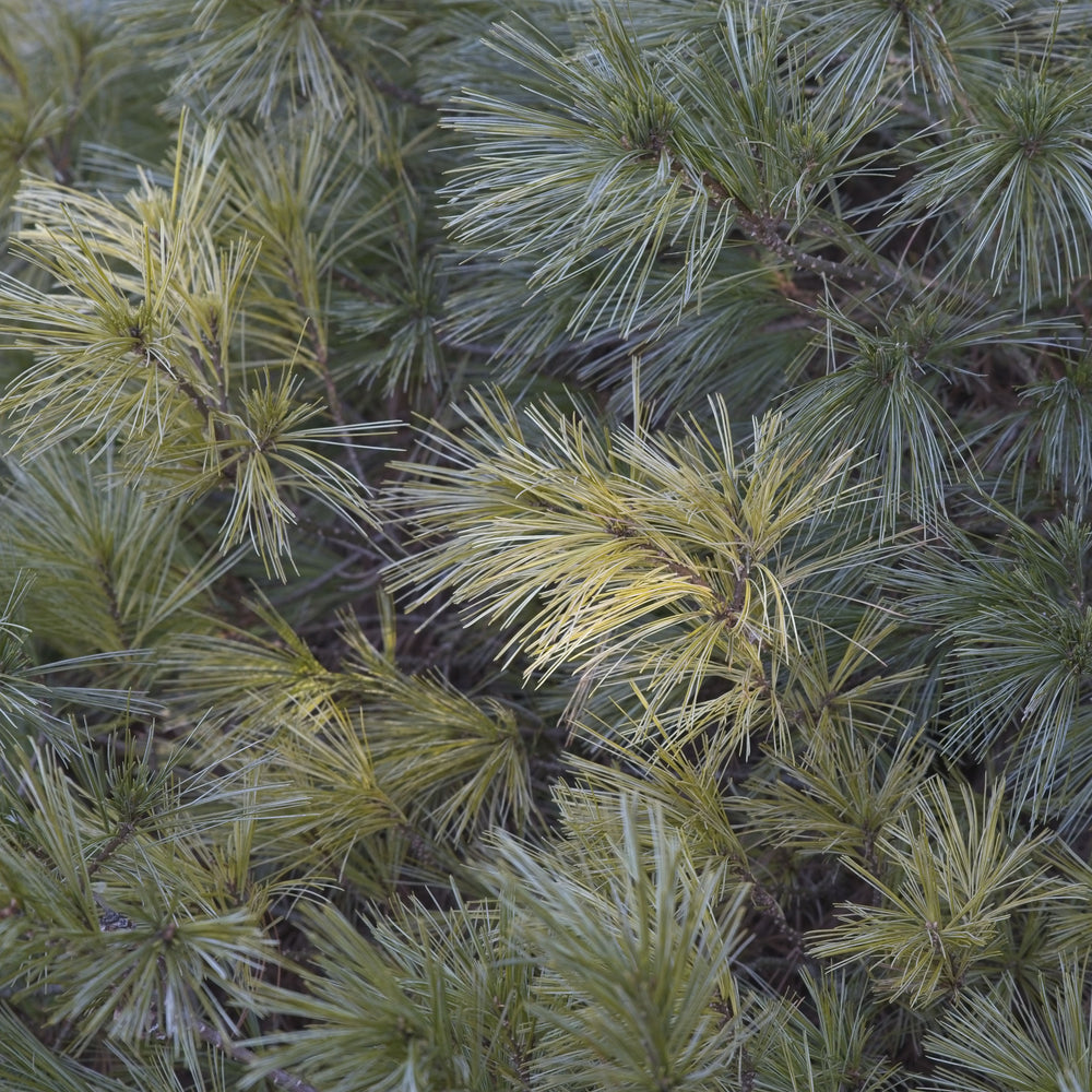 Pinus strobus 'Niagara Falls' ~ Niagara Falls White Pine-ServeScape