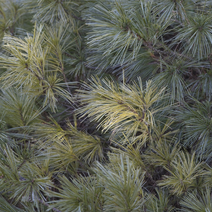 Pinus strobus 'Niagara Falls' ~ Niagara Falls White Pine-ServeScape