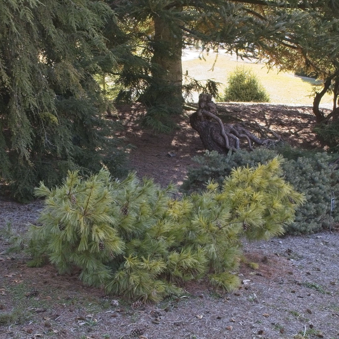Pinus strobus 'Niagara Falls' ~ Niagara Falls White Pine-ServeScape