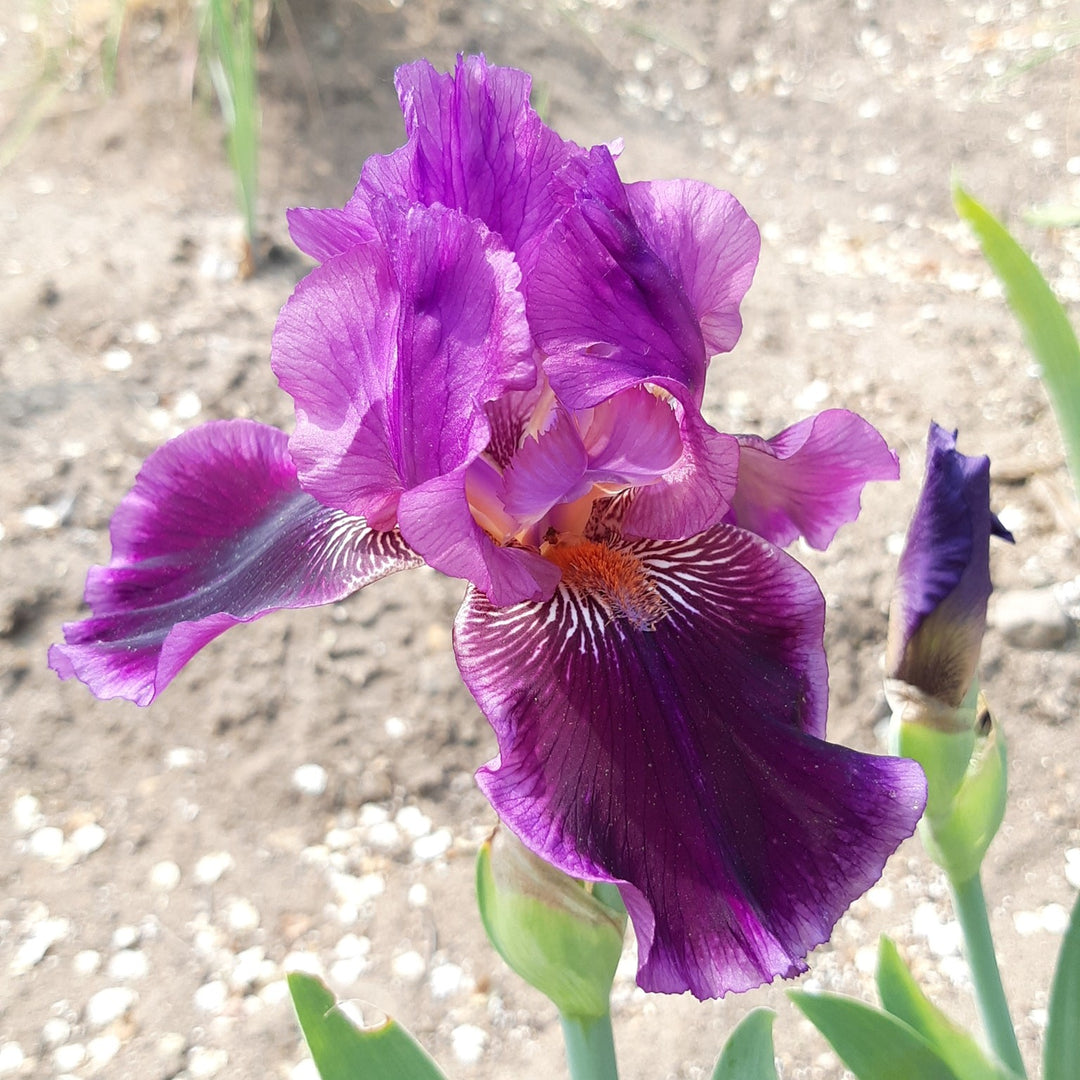 Iris germanica 'Pagan Dance' ~ Pagan Dance Bearded Iris-ServeScape
