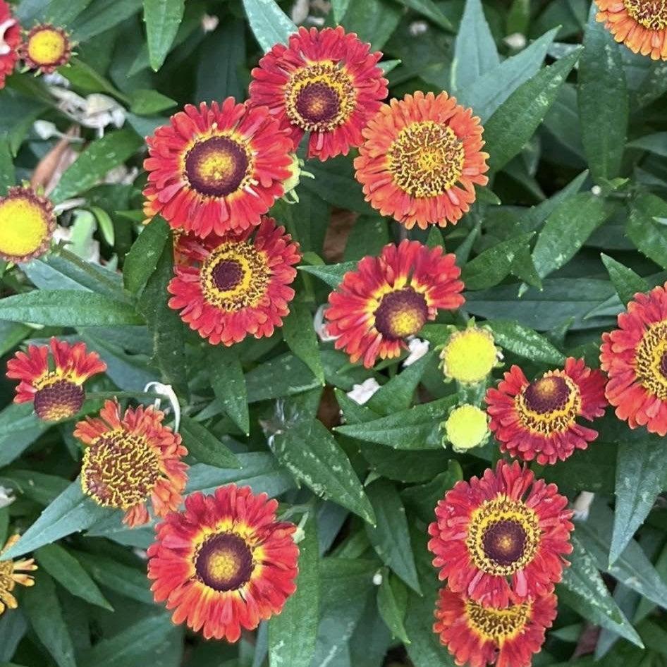 Helenium autumnale 'Siesta' ~ Mariachi™ Siesta Sneezeweed-ServeScape