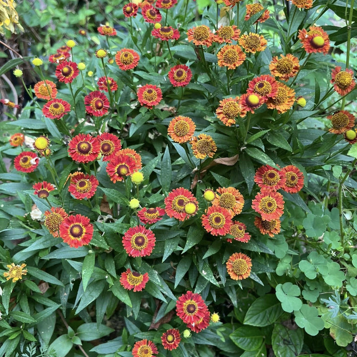 Helenium autumnale 'Siesta' ~ Mariachi™ Siesta Sneezeweed-ServeScape