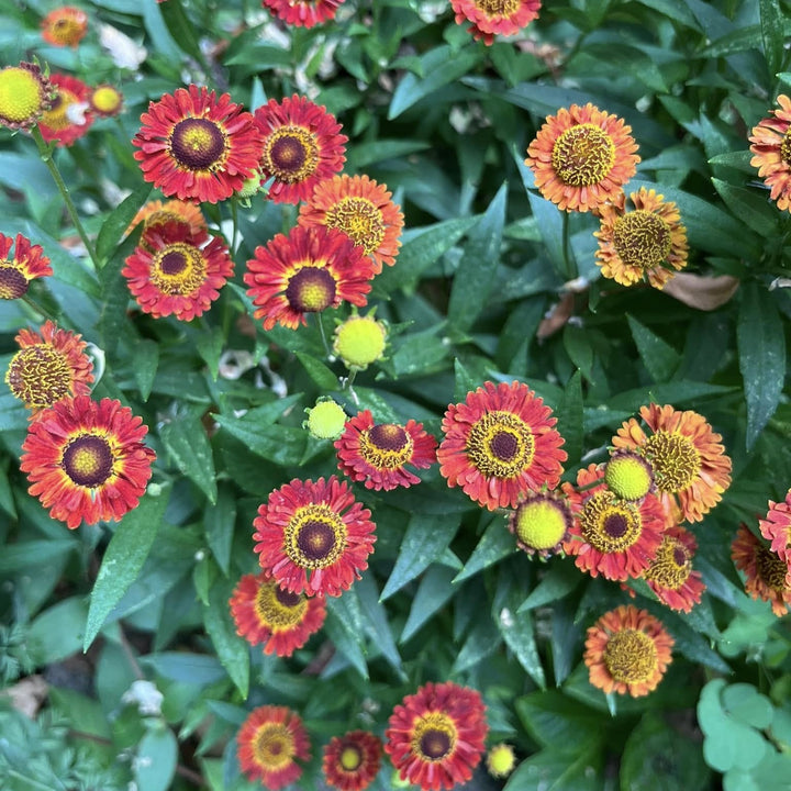 Helenium autumnale 'Siesta' ~ Mariachi™ Siesta Sneezeweed-ServeScape