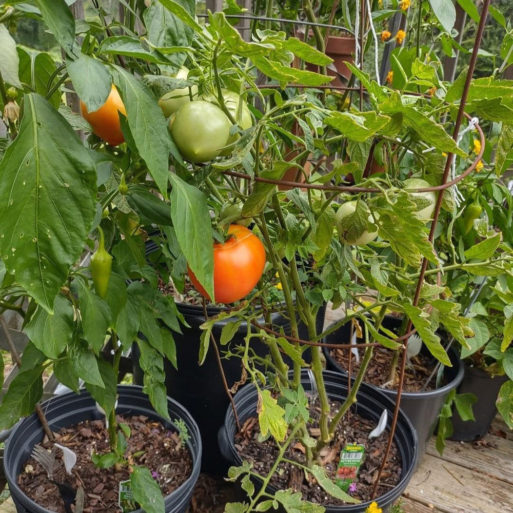Solanum lycopersicum 'Better Bush' ~ Better Bush Tomato-ServeScape