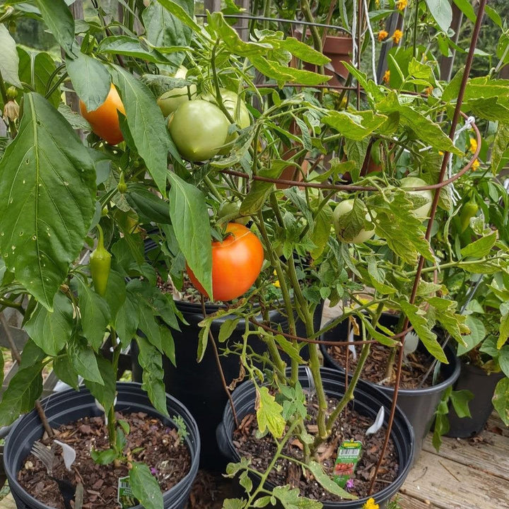 Solanum lycopersicum 'Better Bush' ~ Better Bush Tomato-ServeScape