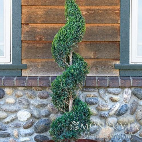 Juniperus chinensis 'Hetzii Columnaris' ~ Monrovia® Green Columnar Juniper-ServeScape