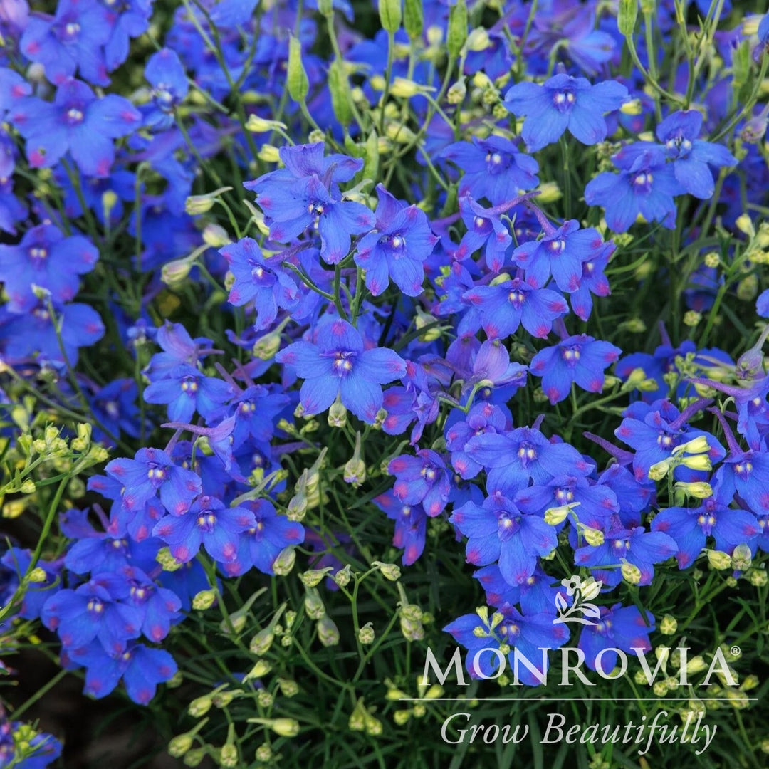 Delphinium grandiflorum 'Hunky Dory' ~ Monrovia® Hunky Dory™ Blue Delphinium-ServeScape