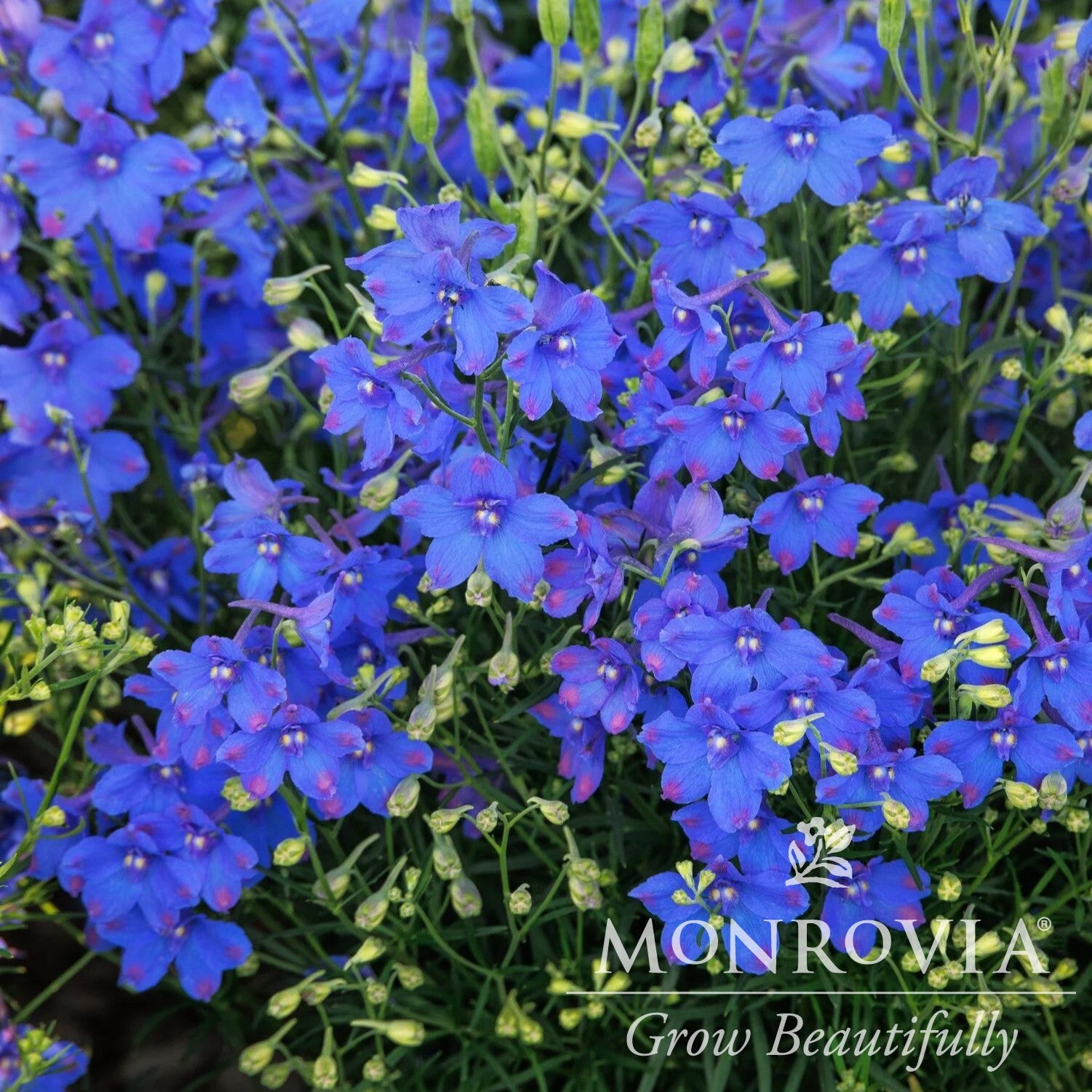 Delphinium grandiflorum 'Hunky Dory' ~ Monrovia® Hunky Dory™ Blue Delphinium-ServeScape