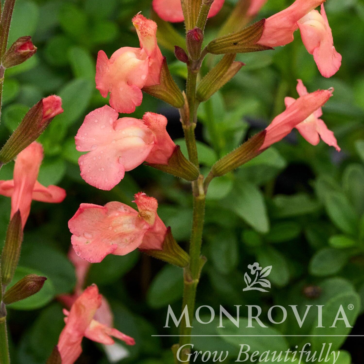 Salvia x jamensis 'Ignition Orange' ~ Monrovia® VIBE® Ignition Orange Salvia-ServeScape