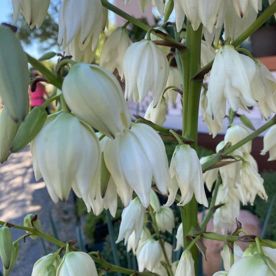 Yucca 'Blue Sentry' ~ Blue Sentry Yucca-ServeScape