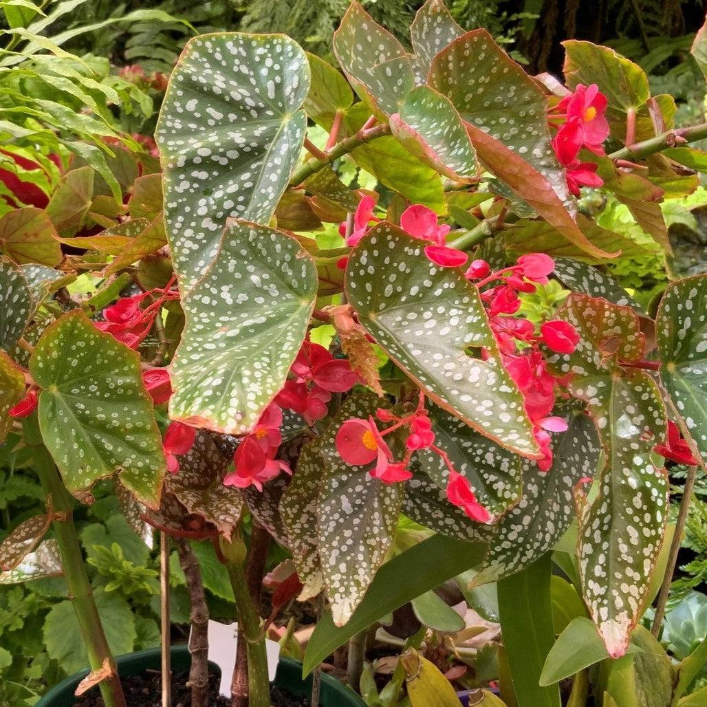 Begonia 'Snow Capped' ~ Snow Capped Angelwing Begonia-ServeScape
