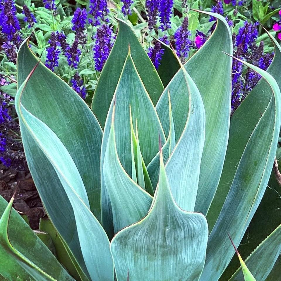 Agave 'Blue Flame' ~ Blue Flame Agave-ServeScape